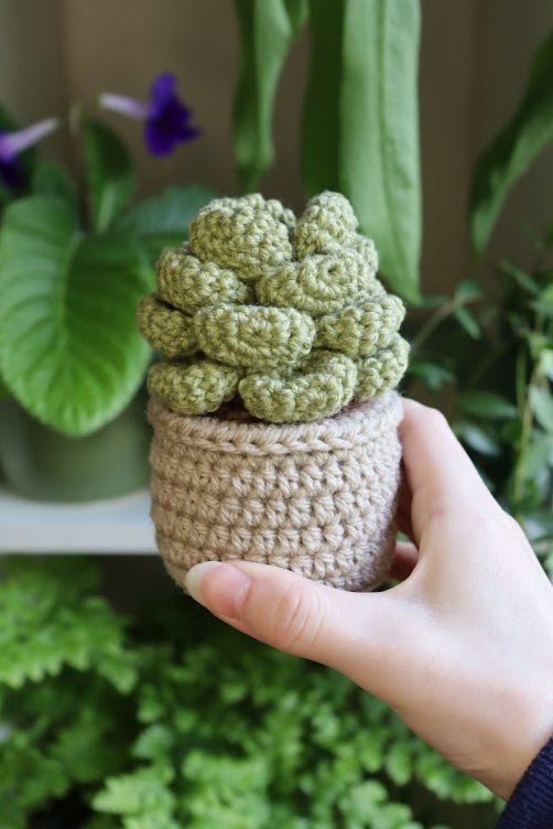 Crochet Succulent