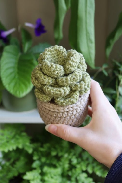 Crochet Succulent