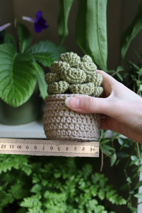 Crochet Succulent