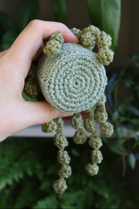 String of Pearls in Sparkly Pot