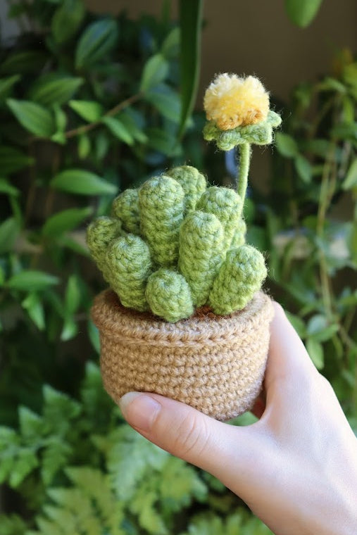 Crochet Baby Toes Succulent